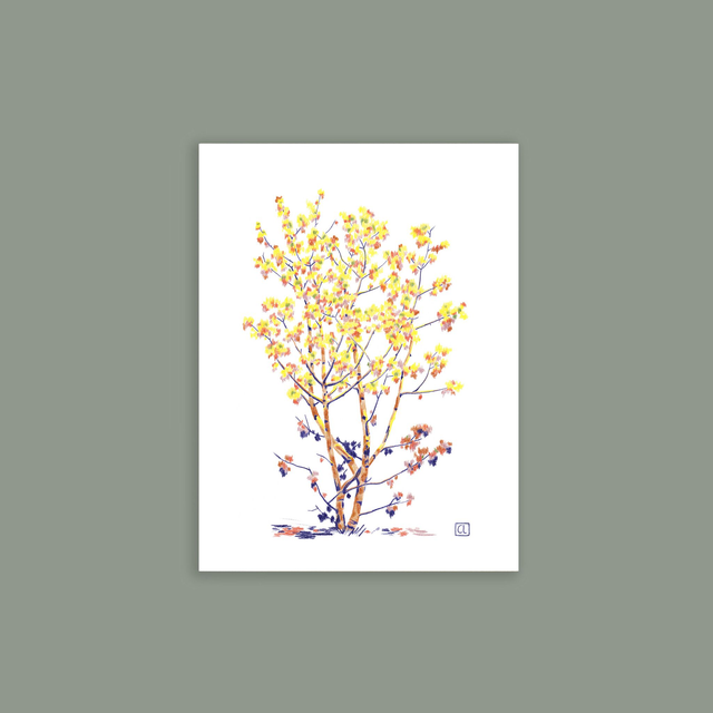 Carte postale - Érable