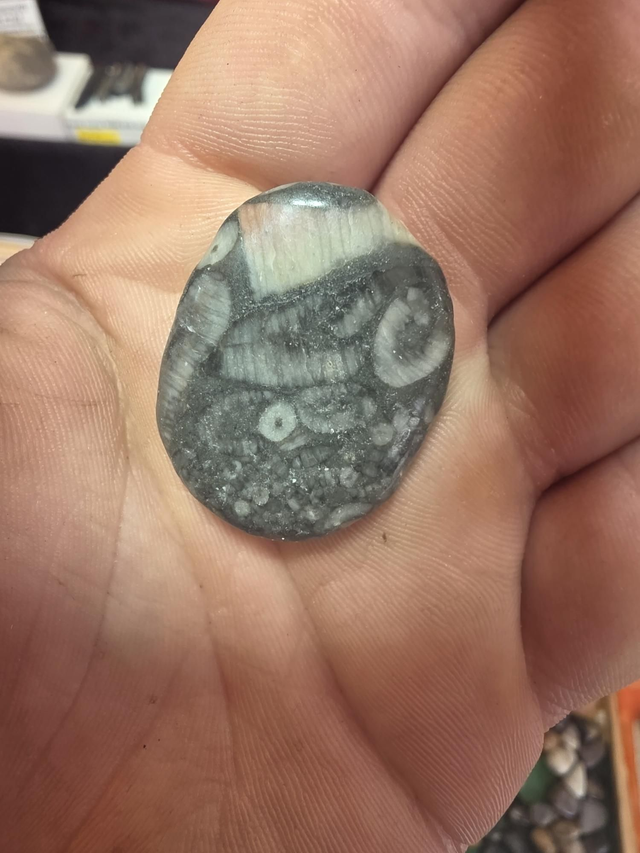 Crinoid jasper palmstone