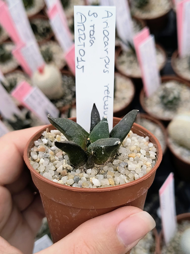 Ariocarpus retusus f. Rosa