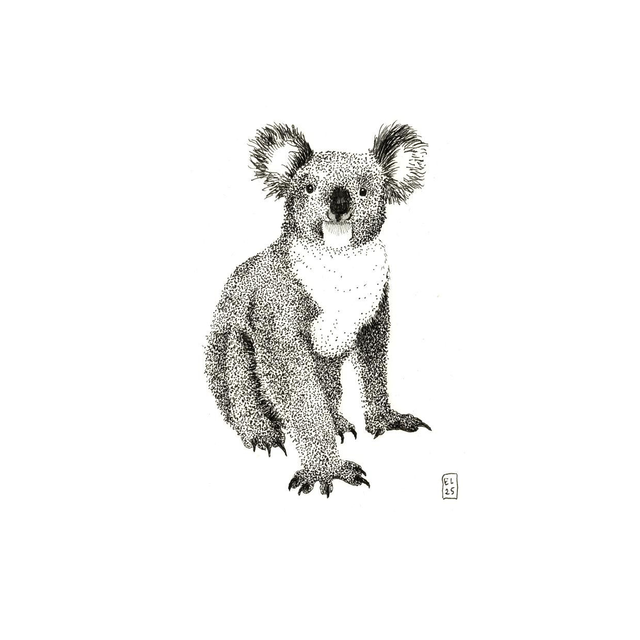 Koala