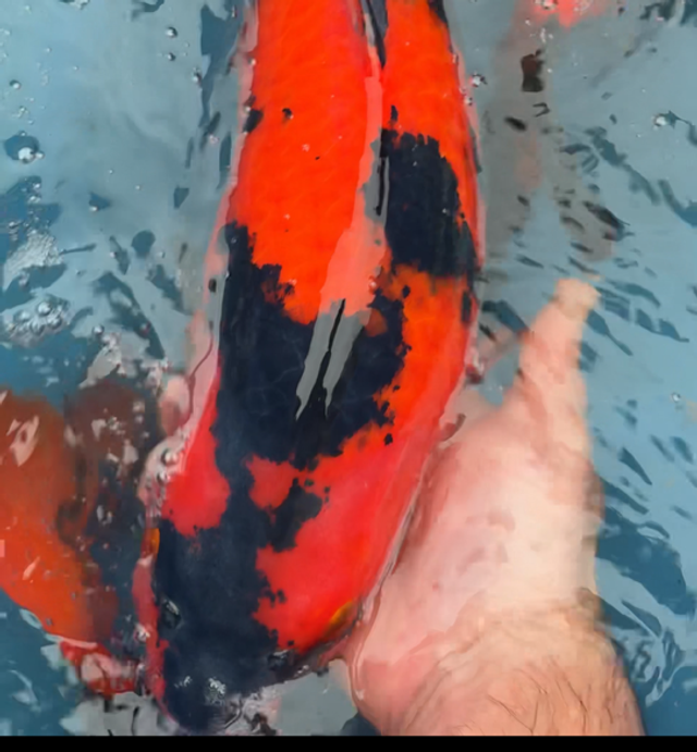 Steve Boother - Hi-Utsuri - Japan (No4)