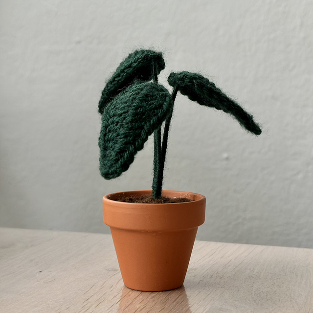 Alocasia