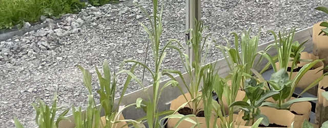 Cornflower 