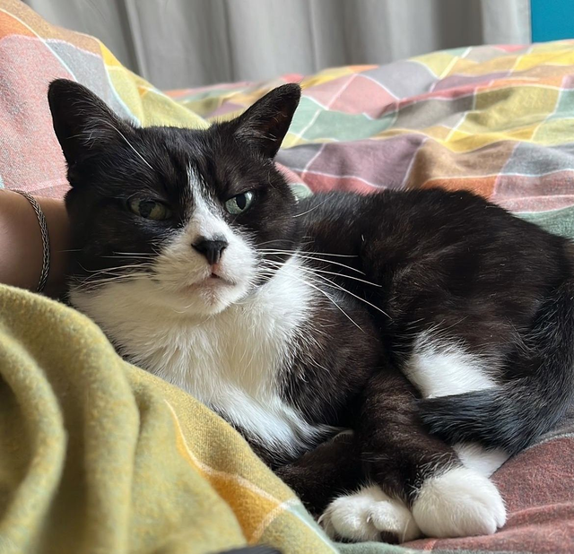 Commande doudou chat personnalisé pour Caroline