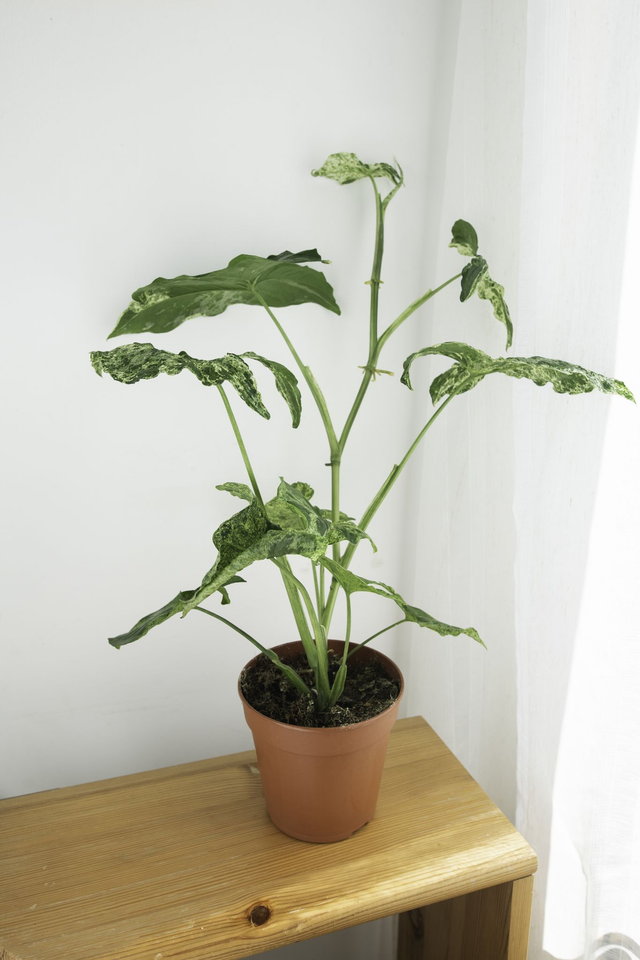 Syngonium Mottled Mojito 🌿