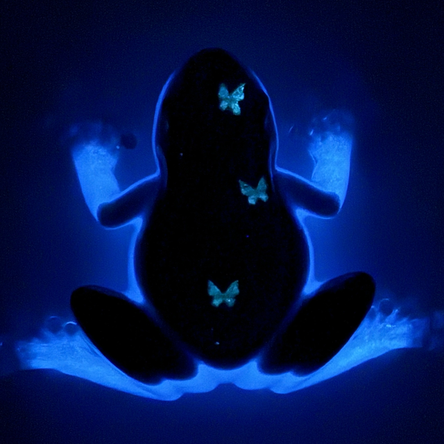 Grenouille Papillons de nuit Phosphorescente