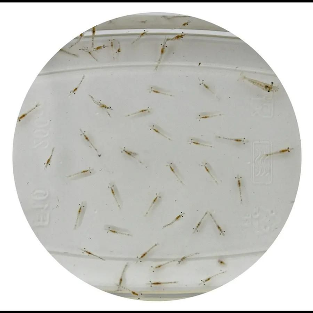 Levende mysis 4038358100420