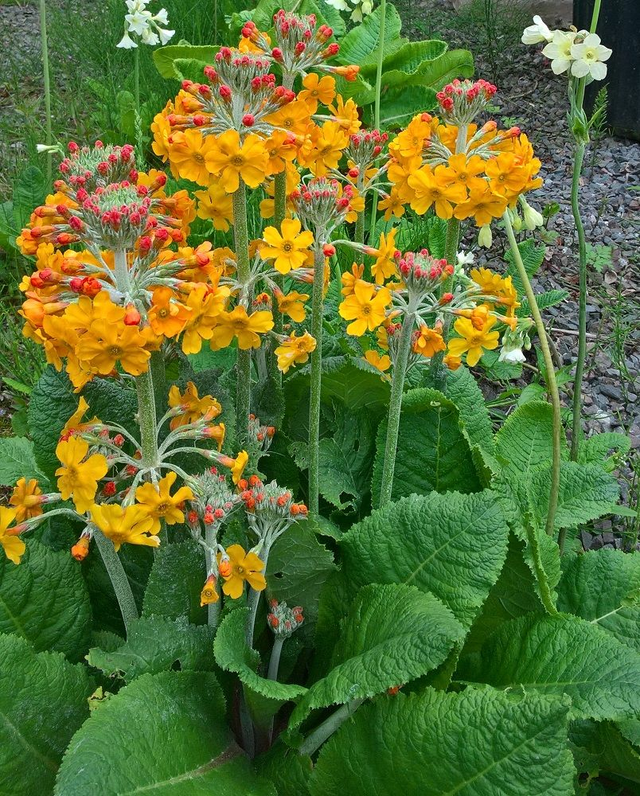 9 X plants Primula bulleyana, Bulley&#039;s primrose
