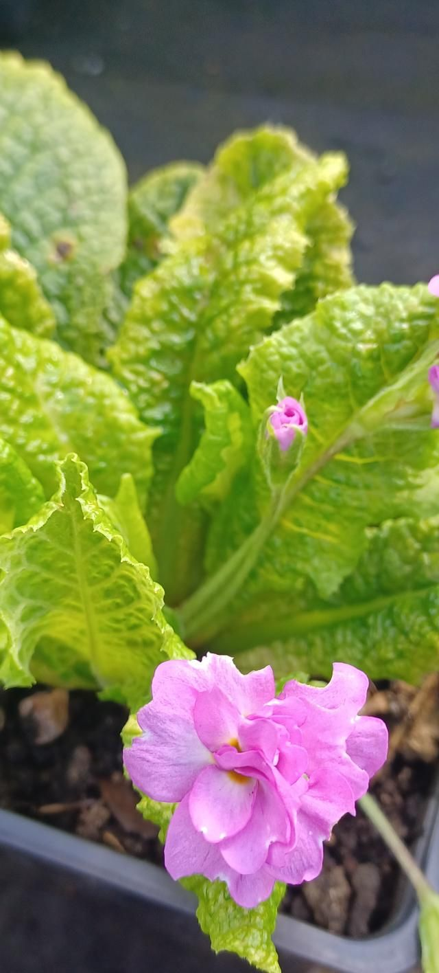 Primula vulgaris Quakers Bonnet