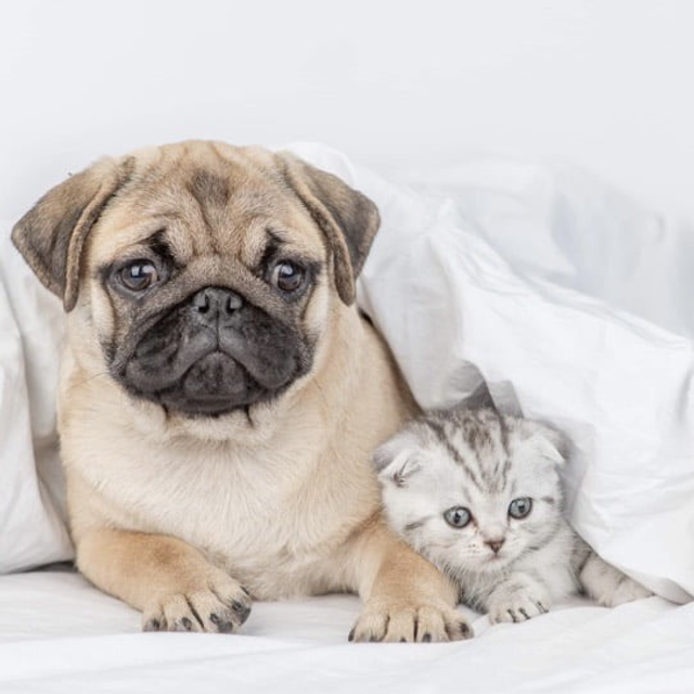 Perfect Pooch Odouraze collection