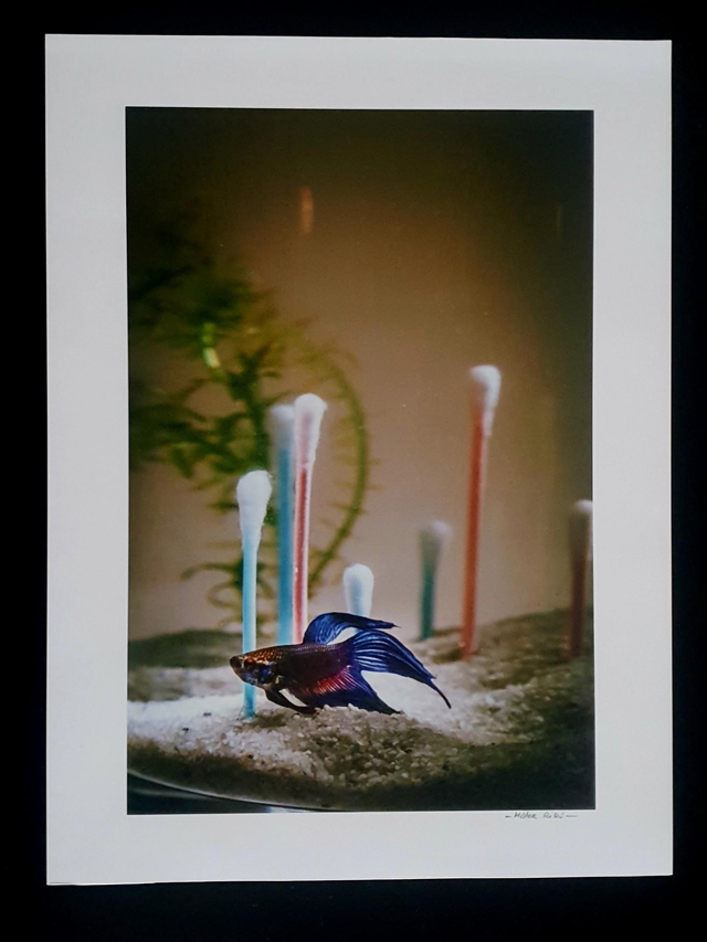 Fish - Blue fish in plastic world