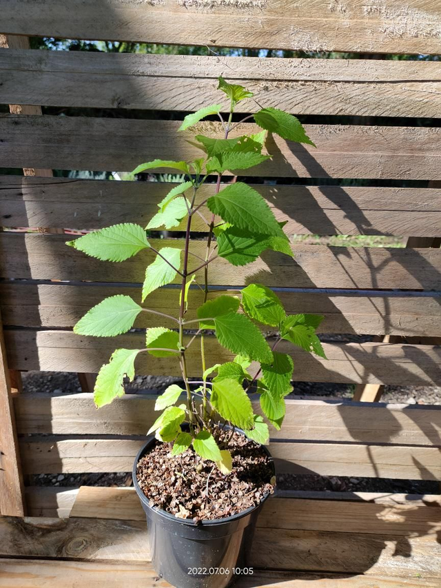 Salvia 'Elegans' - sauge ananas - C2l