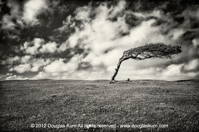 Windswept Tree