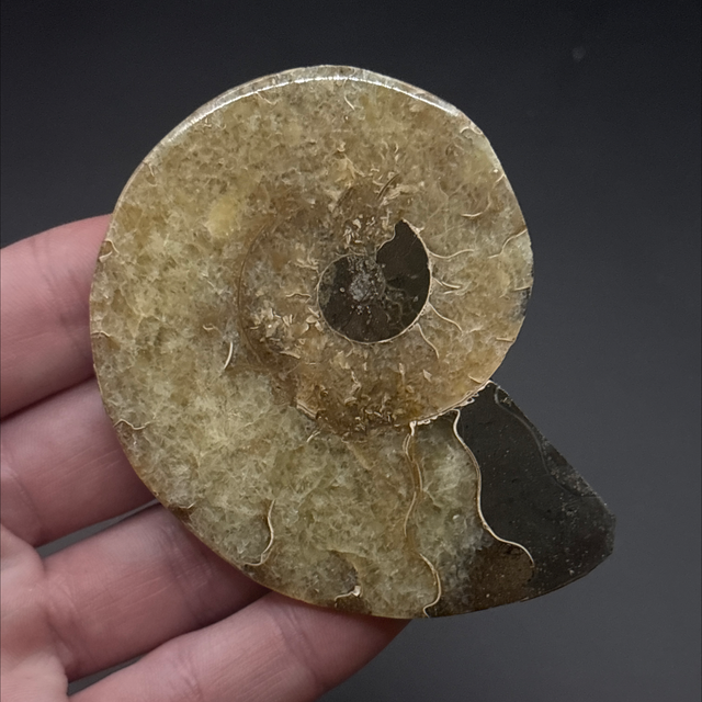 Cleoniceras Ammonite (Cut &amp; Polished)