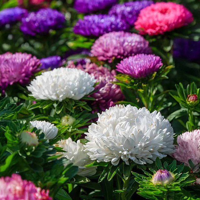 Aster Duchess Mixed
