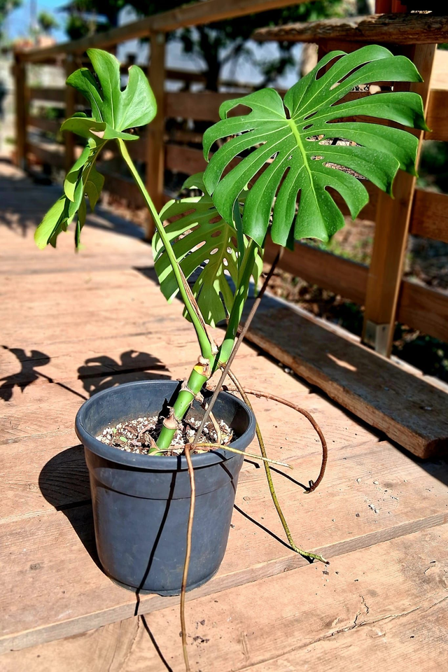 B45 . Monstera deliciosa
