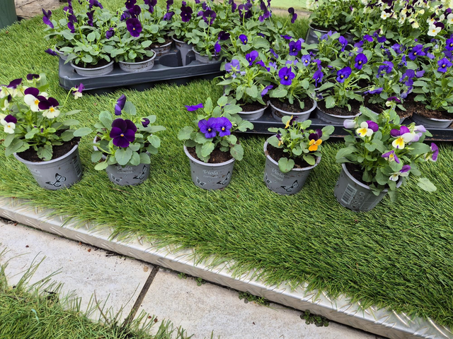 Viola pot 9cm mix couleur