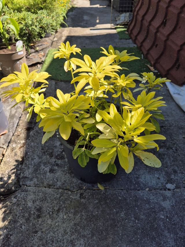 Oranger du Mexique choisya ternata brica pot 10L