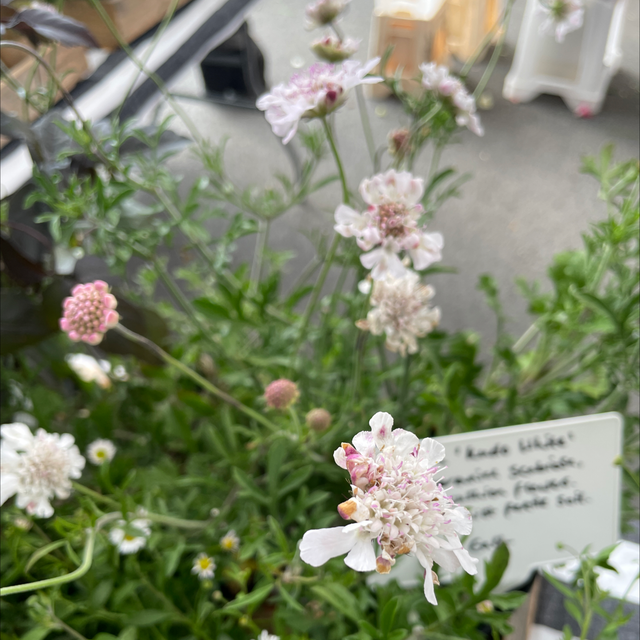 Scabiosa Kudo White