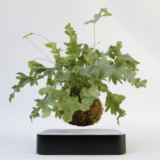 E-DEN © - Kokedama volante