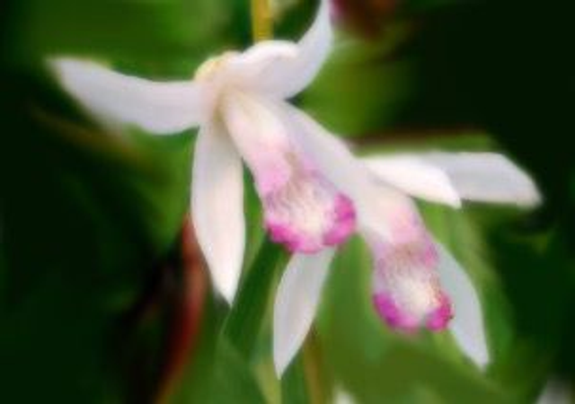 Bletilla striata 'kuchibeni'