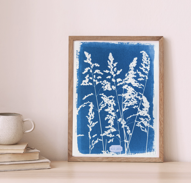 Cyanotype Holcus (A4 21x29,7 cm) - n°346 - sans cadre