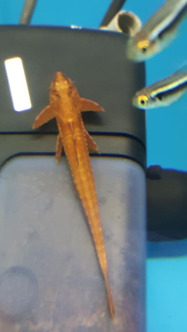 Whip tail pleco (red lizard )