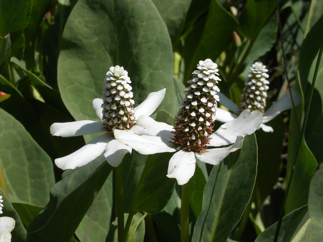 Anemopsis californica 