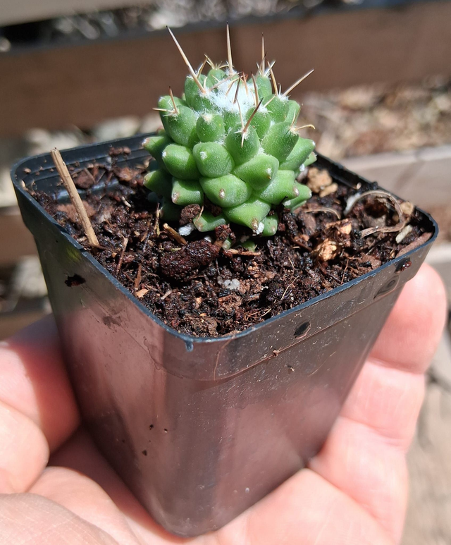 D63 . Mammillaria polythele