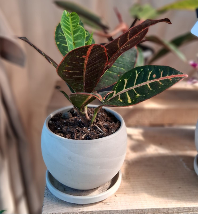 C108 . Codiaeum variegatum "Croton" in Luna Granit di CorinoBruna