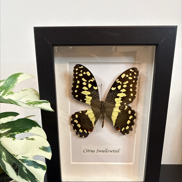 Citrus Swallowtail 
