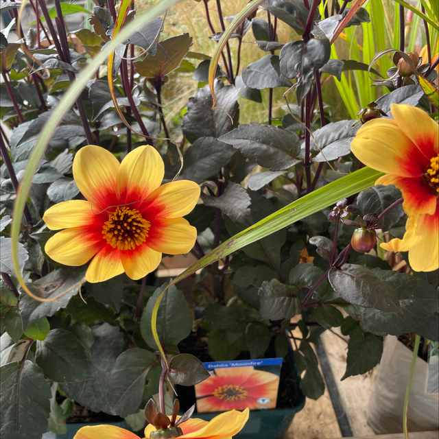 Dahlia Moonfire