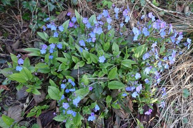 Omphalodes cappadocica 'Cherry Ingram' P9