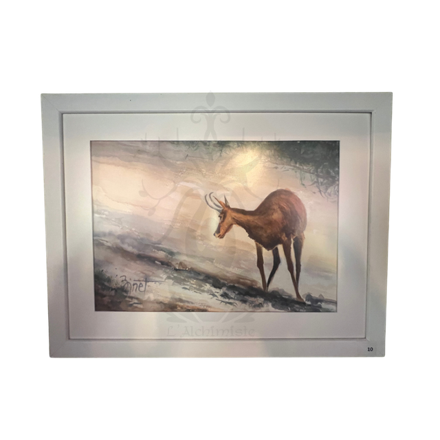 Chamois de Chamonix