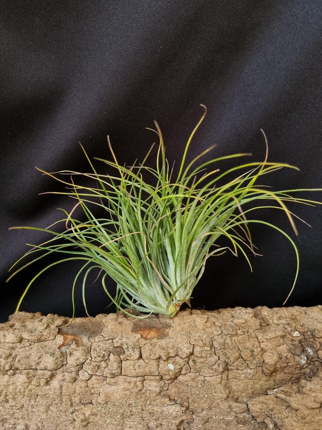 Tillandsia stricta feuilles souples
