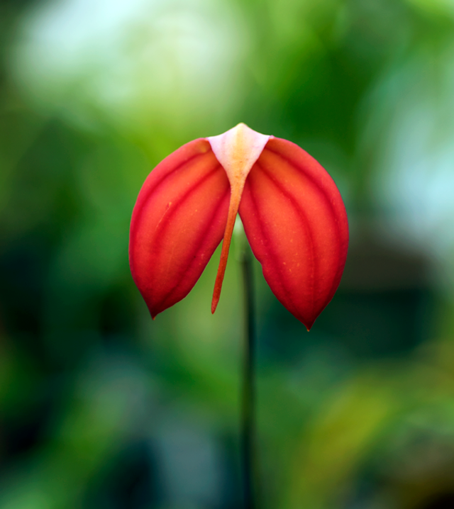 Fire of Life Essence