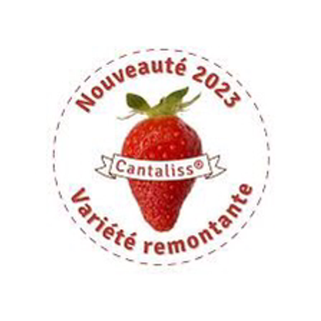 Plant Fraisier Cantaliss Bio (remontant)
