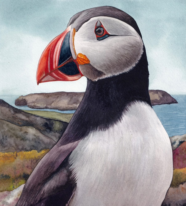 Puffin at the Calf - Lisa Lennon
