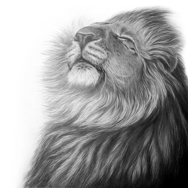 Lion I Limited Edition Print