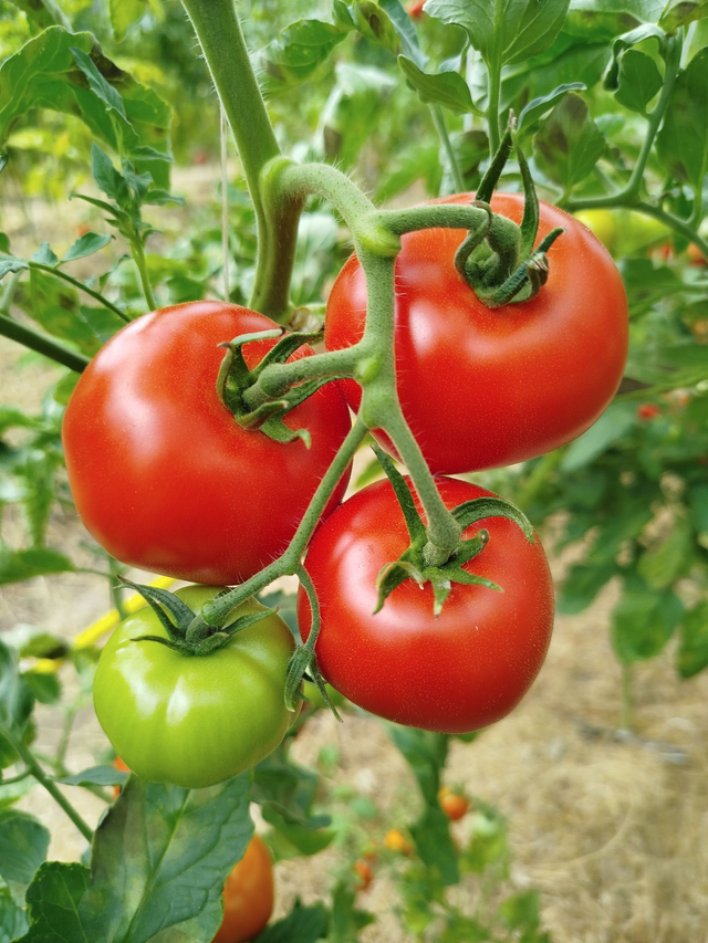 Tomate Belle de Lorraine