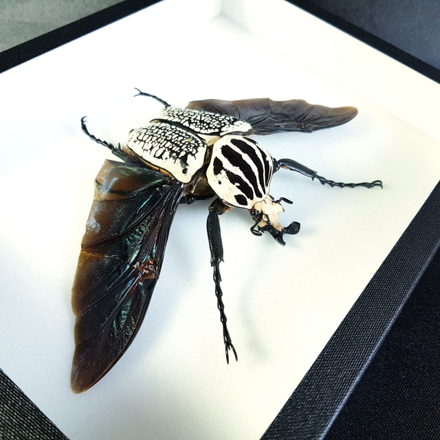 Goliathus goliathus meleagris (mâle)