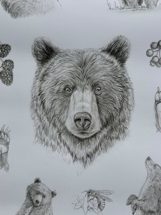 "Ursus arctos " - tirage d'art A3