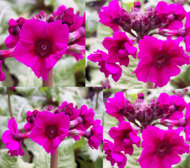 4 X plants Primula japonica Valley Red