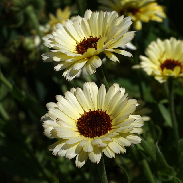 Calendula Snow Princess