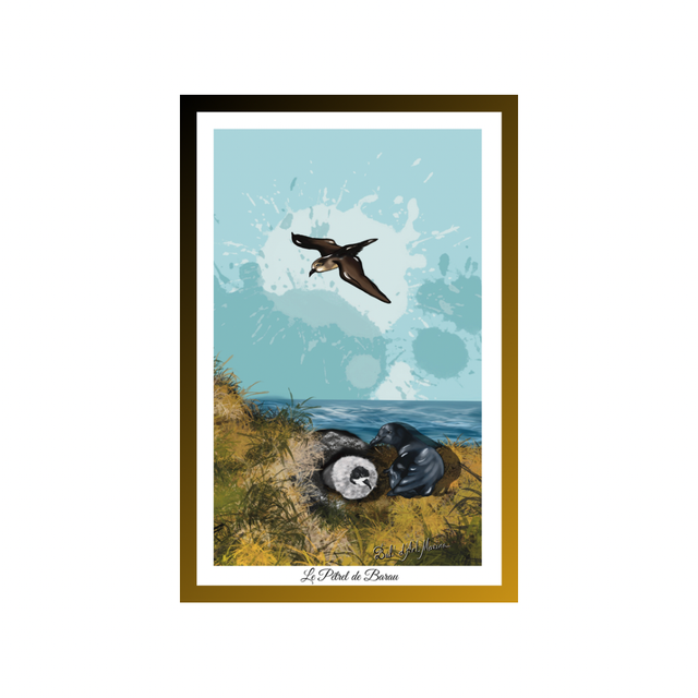 Carte postale - Le Pétrel du Barau