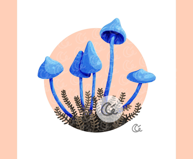 Print Entolome de Hochstetter