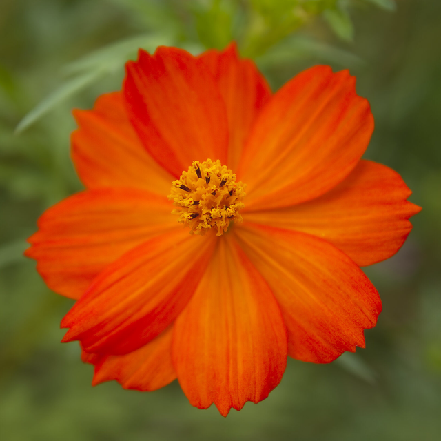 Cosmos Redcrest