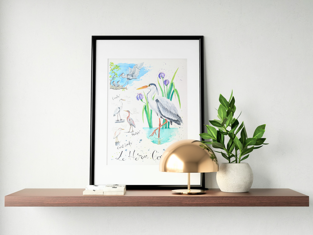 Planche naturaliste moderne héron cendré à l'aquarelle