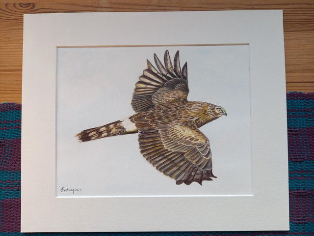 Female Hen Harrier Print
