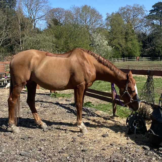 Owner &amp; Horse Package 